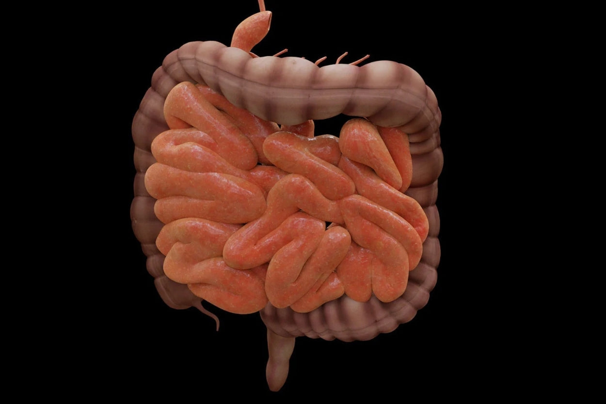 Leaky Gut-syndroom: nuttige benaderingen buiten de reguliere geneeskunde