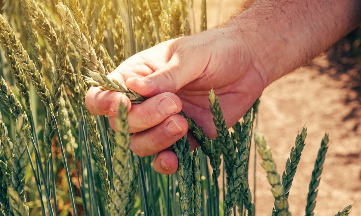 Spelt – evenwichtige voeding