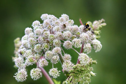 Bos-engelwortel: het belangrijkste in één oogopslag