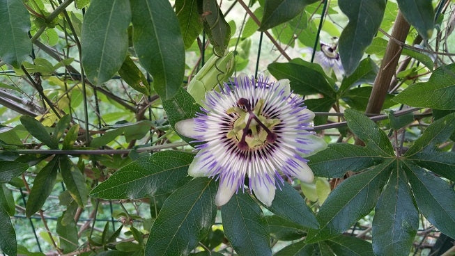 Passionsblume