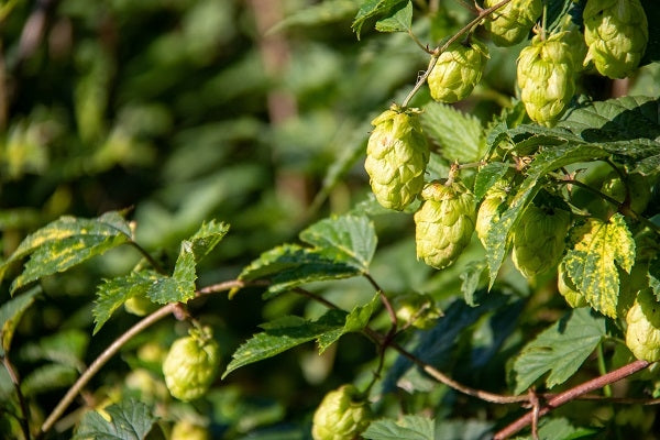 Alles über Hopfen