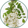 Acaciavezel