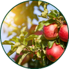 Appel