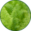 Berwurz