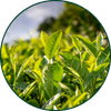 Groene thee