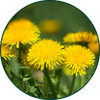 Paardenbloem