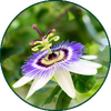 Passiebloem