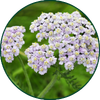 Duizendblad