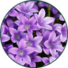 Viooltjes