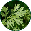 Absinth