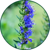 Hyssop