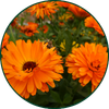 Goudsbloem